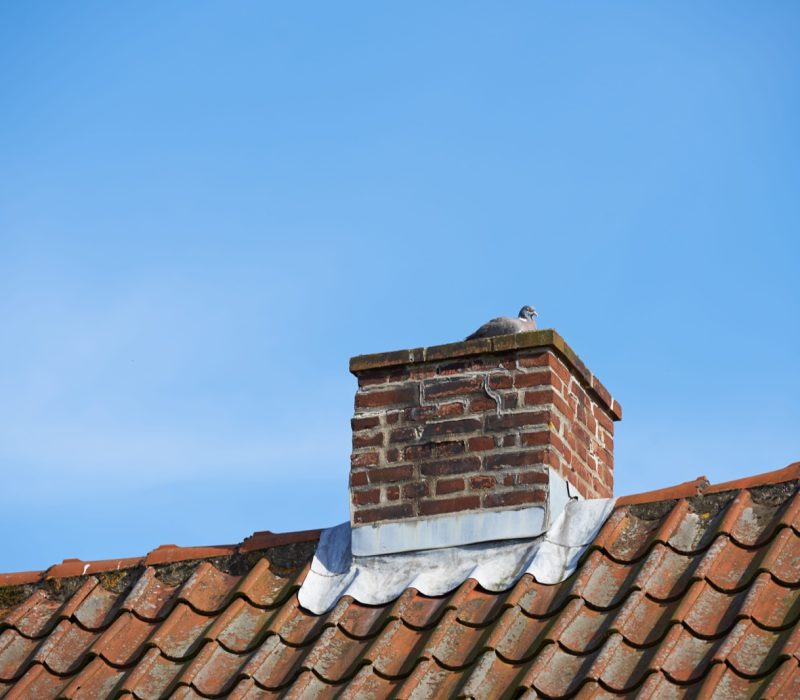 Pigeon perched on top of a brick chimney on a tiled roof
